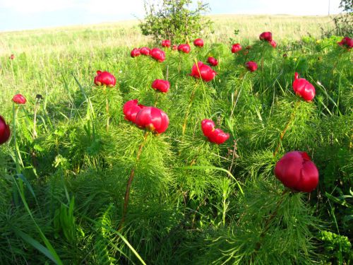 http://www.fototurne.org/albums/userpics/10002/normal_IAGT_254.jpg