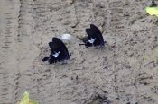 Имя файла=38_DSCF7199.JPG
Размер файла=576КБ
Размеры=1024x683
Дата=Дек 12, 2012 Больших бабочек