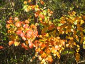 Filename=IMG_6358.JPG
Filesize=814KiB
Dimensions=1024x768
Date added=Oct 21, 2014 IMG_6358.JPG
