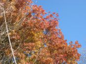 Filename=IMG_6361.JPG
Filesize=820KiB
Dimensions=1024x768
Date added=Oct 21, 2014 IMG_6361.JPG