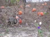 Filename=imgmh_088.jpg
Filesize=832KiB
Dimensions=1024x768
Date added=Oct 22, 2012 imgmh_088.jpg
