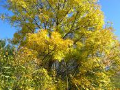 Filename=imgmh_265.jpg
Filesize=938KiB
Dimensions=1024x768
Date added=Oct 22, 2012 imgmh_265.jpg